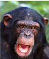 chimp1.jpg
