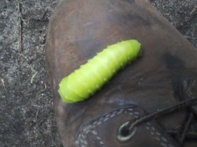 caterpillar_boot