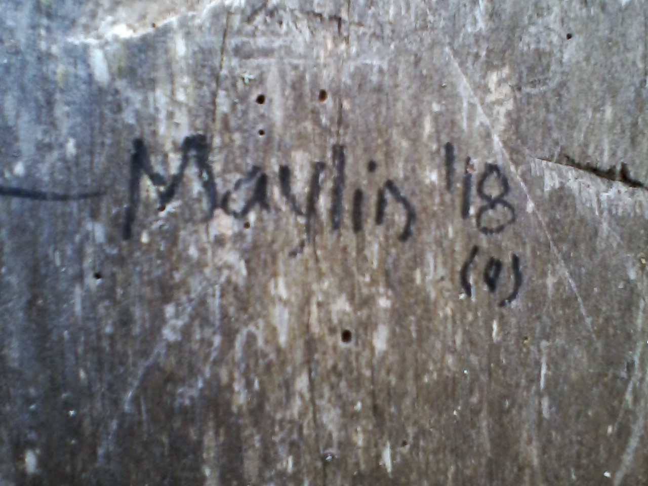 measuring_tree_maylin