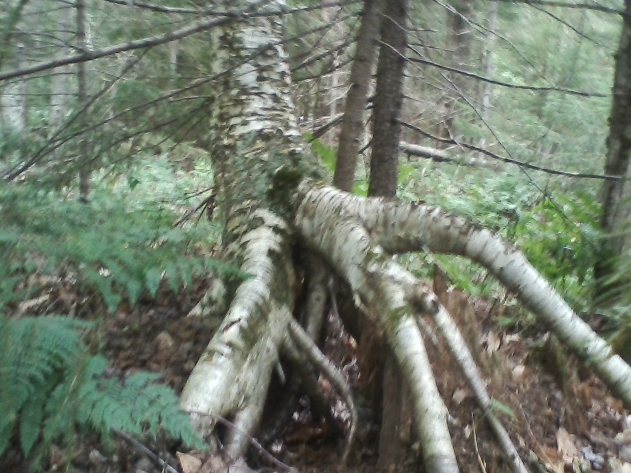 tree_on_a_stump_1