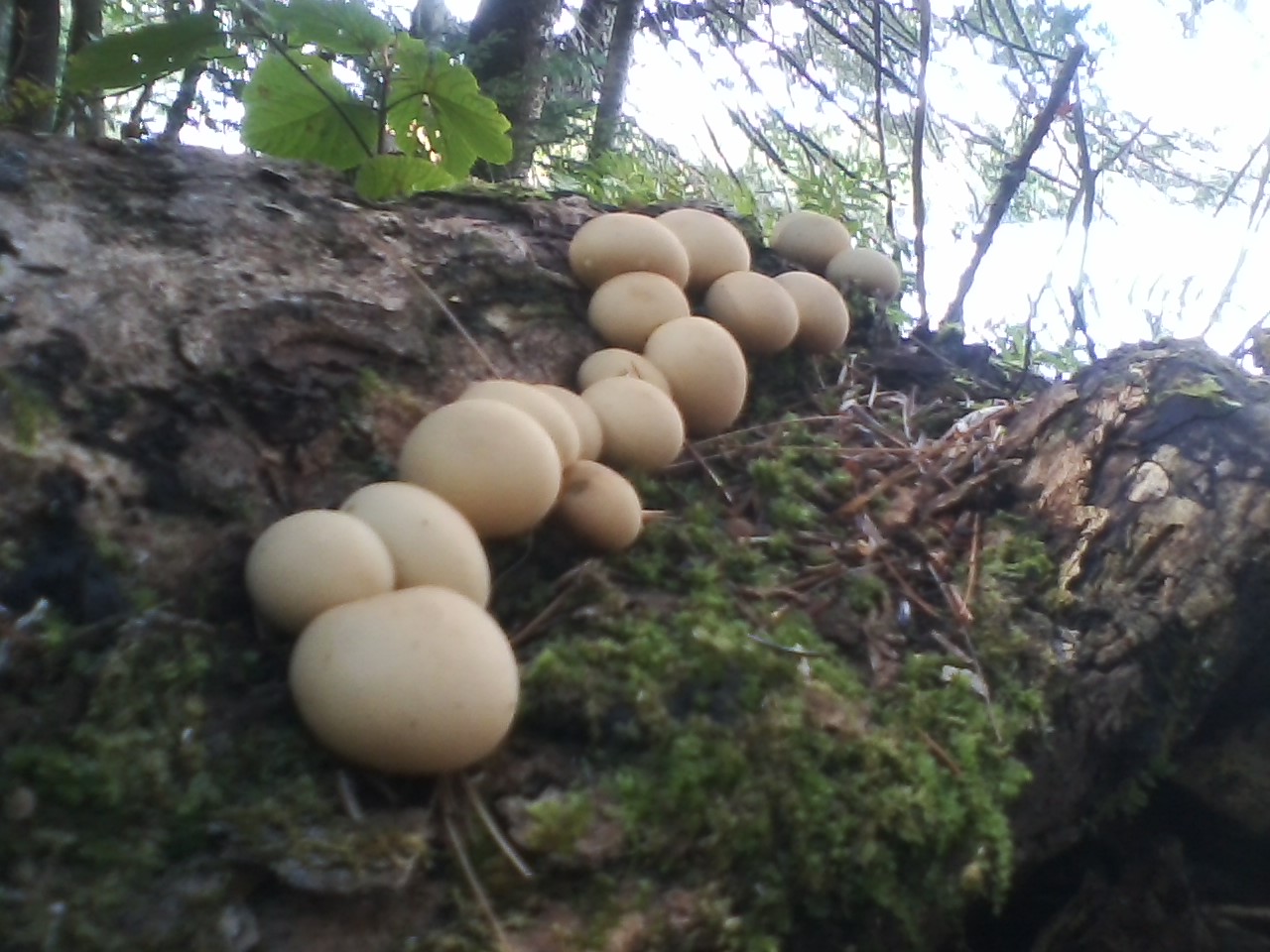 round_mushrooms