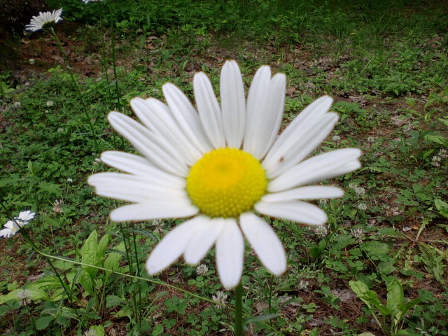 fd2014_daisy.jpg